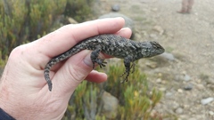 Sceloporus malachiticus
