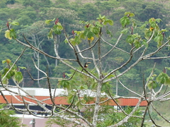 Pteroglossus castanotis