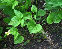 Viola acutifolia