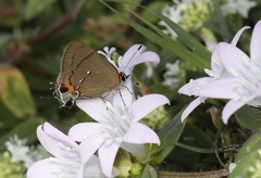 Electrostrymon angelia