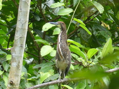 Tigrisoma fasciatum