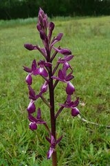 Anacamptis laxiflora