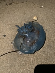 Catostylus