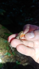 Anolis humilis