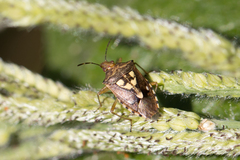 Oebalus