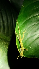 Anolis carpenteri