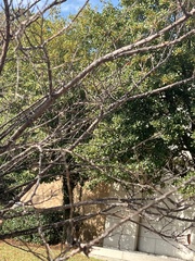 Nycticorax nycticorax