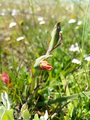 Gladiolus alatus