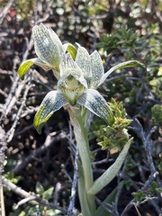 Chloraea magellanica
