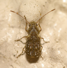 Anthribidae