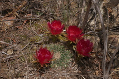 Lobivia cinnabarina