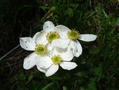Anemonastrum protractum