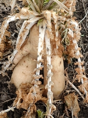 Raphanus sativus longipinnatus