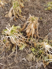 Raphanus sativus longipinnatus