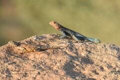 Agama tassiliensis