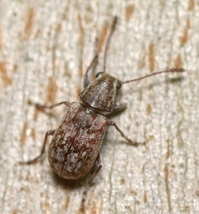 Anthribidae