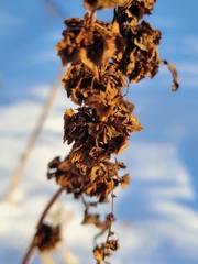 Rumex stenophyllus