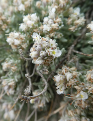 Teucrium expassum