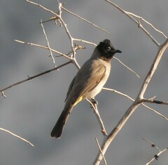 Pycnonotus xanthopygos