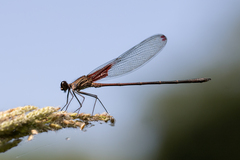 Hetaerina rosea