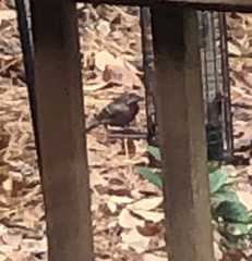 Haemorhous mexicanus