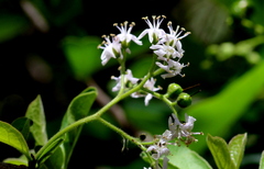 Ehretia obtusifolia