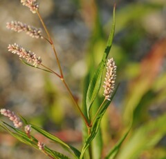 Persicaria