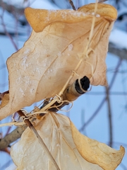 Smilax lasioneura