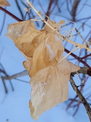 Smilax lasioneura