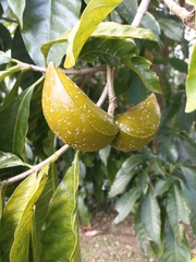 Tabernaemontana donnell-smithii