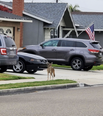Canis latrans