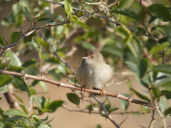 Prinia gracilis