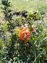 Gladiolus alatus