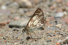 Dalla caicus