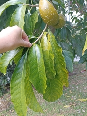 Tabernaemontana donnell-smithii