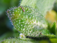 Draba verna