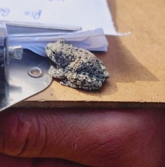 Hyla arenicolor