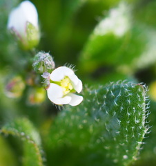 Draba verna