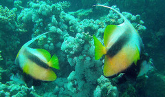 Heniochus intermedius