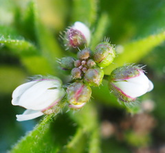 Draba verna