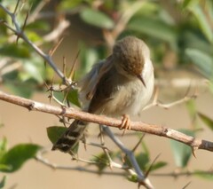 Prinia gracilis
