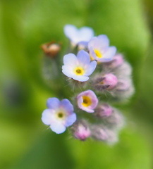 Myosotis