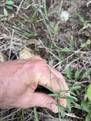 Erigeron modestus