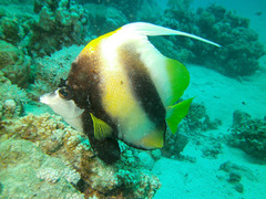 Heniochus intermedius