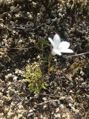 Wahlenbergia albomarginata