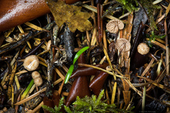 Paragymnopus perforans