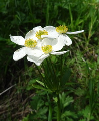 Anemonastrum protractum