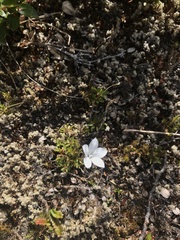 Wahlenbergia albomarginata