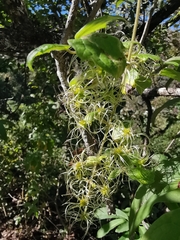 Clematis dioica