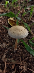 Agrocybe retigera